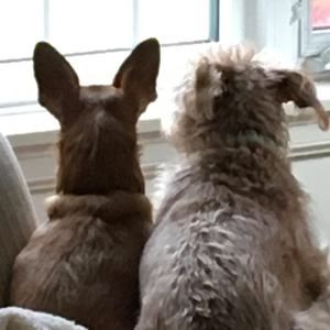 Meet your Posher, Sharon